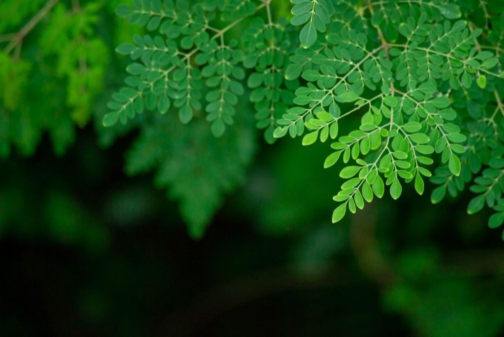 Sebuah gambar pokok Moringa dari sisi atas sebagai ilustrasi "Apa itu Moringa?"